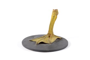 Image description is not available for 1983.113.1